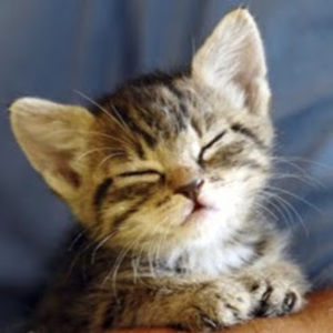 Meet your Posher, Ellen